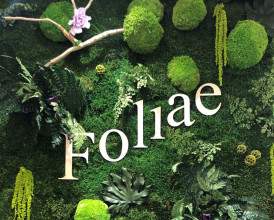 FOLIAE